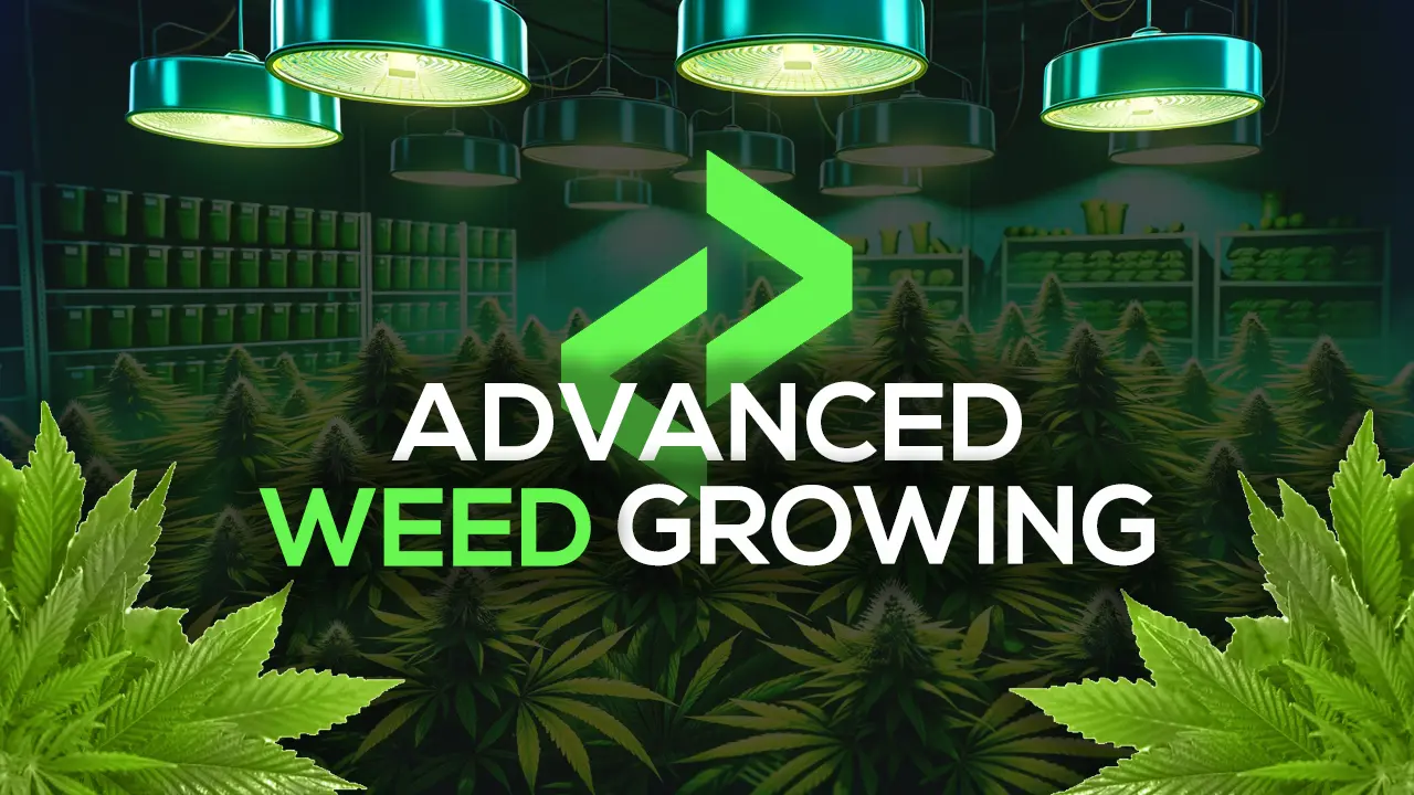 lation weed growing thumbnail